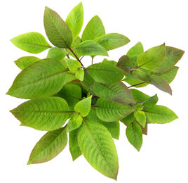 Produktbild von Dennerle Plants Hygrophila corymbosa - 1 Stk