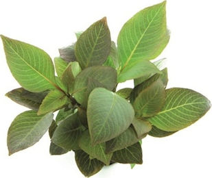 Produktbild von Dennerle Plants Hygrophila corymbosa Compact - 1 Stk