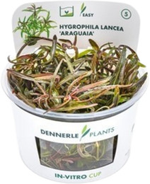 Produktbild von Dennerle Plants Hygrophila lancea 'Araguaia' CUP - 1 Stk