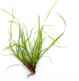 Produktbild von Dennerle Plants Juncus repens
