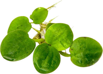 Produktbild von Dennerle Plants Limnobium laevigatum - 1 Stk