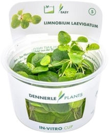 Dennerle Plants Limnobium laevigatum CUP - 1 Stk – Bild 1 von 3