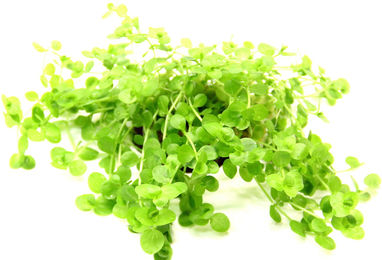 Produktbild von Dennerle Plants Micranthemum umbrosum - 1 Stk