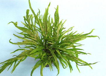 Produktbild von Dennerle Plants Microsorum pteropus Trident - 1 Stk