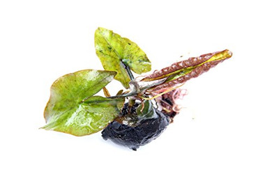 Produktbild von Dennerle Plants Nymphaea lotus Rot Knollenpflanze - 1 Stk.