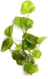 Produktbild von Dennerle Plants Nymphoides spec. Taiwan In-Vitro - 1 Stk.