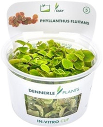 Produktbild von Dennerle Plants Phyllanthus fluitans CUP - 1 Stk