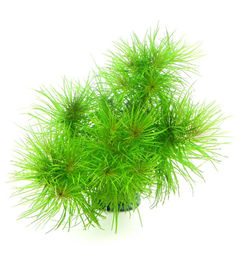 Produktbild von Dennerle Plants Pogostemon deccanensis - 1 Stk