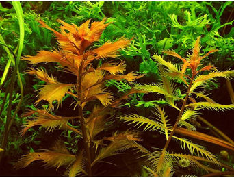 Produktbild von Dennerle Plants Proserpinaca palustris - 1 Stk.