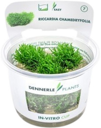 Produktbild von Dennerle Plants Riccardia chamedryfolia CUP - 1 Stk