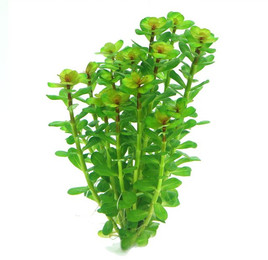 Produktbild von Dennerle Plants Rotala indica
