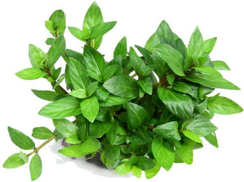 Dennerle Plants Staurogyne repens – Bild 1 von 4