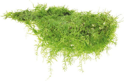 Dennerle Plants Taxiphyllum barbieri In-Vitro – Bild 1 von 4