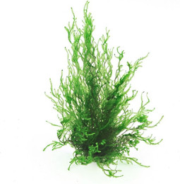 Produktbild von Dennerle Plants Taxiphyllum spec. Flammenmoos In-Vitro