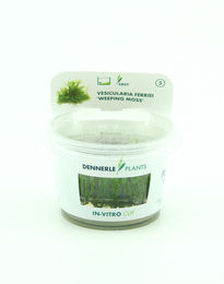 Produktbild von Dennerle Plants Vesicularia ferriei CUP - 1 Stk