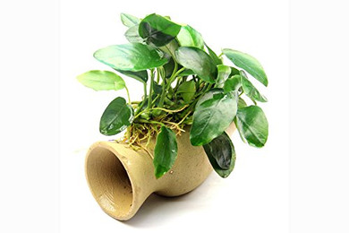 Produktbild von Dennerle-Plants Wels-Amphore mit Anubias nana auf Tonamphore