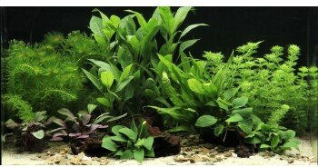 Produktbild von DENNERLE Wasserpflanzen-Set 60L mix basic