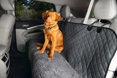 Produktbild von DGS Hundedecke Dirty Dog grau