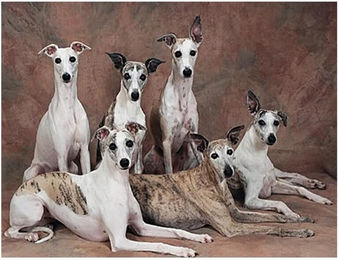 Produktbild von Diamant-Stickerei Whippet-Hund DIY Diamant-Gemälde 20x30cm