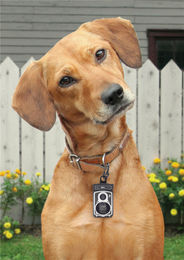 Produktbild von DOIY Hundekotbeutelspender Vintage-Kamera