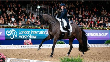 Produktbild von Dressur Schabracke aus Baumwolle LeMieux