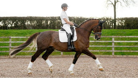 Produktbild von Dressur Schabracke LeMieux Suede