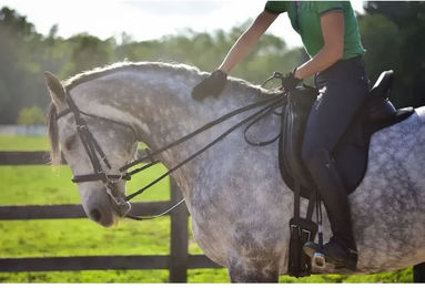 Produktbild von Dressur Schabracke ThinLine