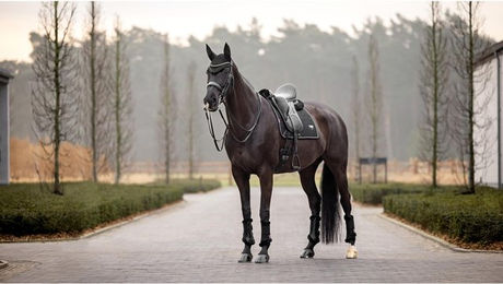 Produktbild von Dressurmatte LeMieux Puissance Suede für Pferde