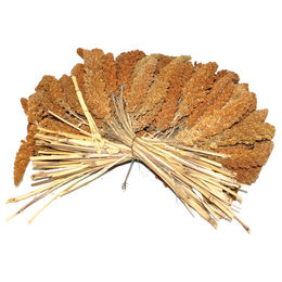 Produktbild von Duvo+ Kolbenhirse rot 25 kg