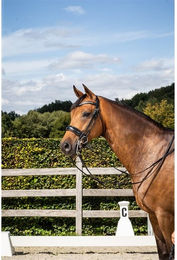 Produktbild von Dyon Kandare mit großem schwedischen Reithalfter