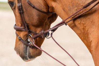 Produktbild von Dyon New English Collection Schlaufzügel aus Leder und Nylon