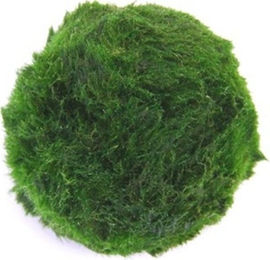 Dennerle Aegagropila linnaei Grüne Marimo-Moospflanze für das Aquarium – Bild 1 von 4