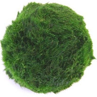 Produktbild von Dennerle Aegagropila linnaei Grüne Marimo-Moospflanze für das Aquarium