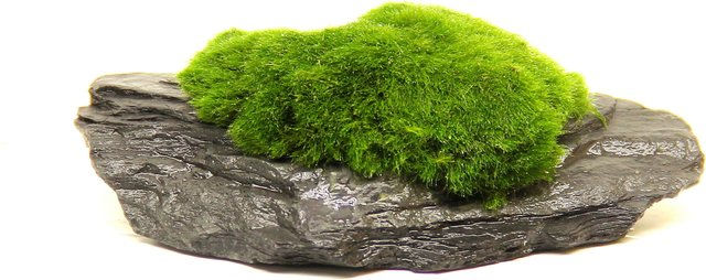 Dennerle Aegagropila linnaei Slate Rock Moos für Aquarien 8 x 6 x 3 cm – Bild 1 von 5