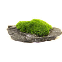 Produktbild von Dennerle Aegagropila linnaei Slate Rock Moos für Aquarien 8 x 6 x 3 cm