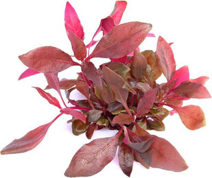 Dennerle Alternanthera reineckii Lila In-Vitro Lebende Aquarienpflanze – Bild 1 von 2