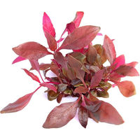 Produktbild von Dennerle Alternanthera reineckii Lila In-Vitro Lebende Aquarienpflanze