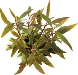 Dennerle Alternanthera reineckii Mini rote Aquarienpflanze 1 Stück – Bild 1 von 3