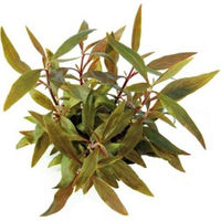 Produktbild von Dennerle Alternanthera reineckii Mini rote Aquarienpflanze 1 Stück