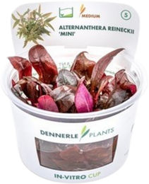 Dennerle Alternanthera reineckii Mini rote Aquarienpflanze In-Vitro - 1 Stk. – Bild 1 von 5