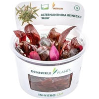 Produktbild von Dennerle Alternanthera reineckii Mini rote Aquarienpflanze In-Vitro - 1 Stk.