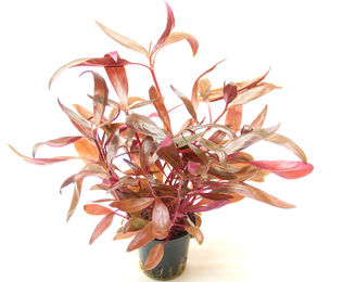 Dennerle Alternanthera reineckii rot Aquarienpflanze im Topf – Bild 1 von 2