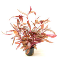 Produktbild von Dennerle Alternanthera reineckii rot Aquarienpflanze im Topf