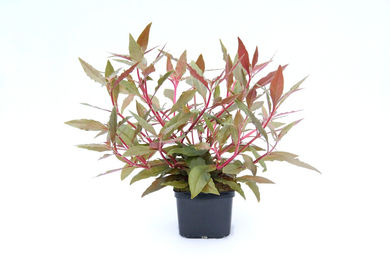 Produktbild von Dennerle Alternanthera reineckii rot Aquarienpflanze im XXL Topf
