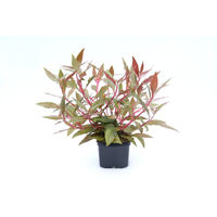 Produktbild von Dennerle Alternanthera reineckii rot Aquarienpflanze im XXL Topf
