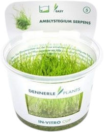 Dennerle Amblystegium serpens Aquarienpflanze in Cup – Bild 1 von 4
