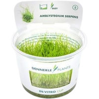 Produktbild von Dennerle Amblystegium serpens Aquarienpflanze in Cup