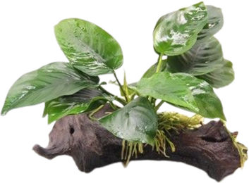 Dennerle Anubias barteri Aquarienpflanze auf Wurzel mit Saugnapf – Bild 1 von 6