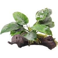 Produktbild von Dennerle Anubias barteri Aquarienpflanze auf Wurzel mit Saugnapf