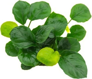 Dennerle Anubias barteri Coin Leaf Lebende Aquarienpflanze im Topf – Bild 1 von 3